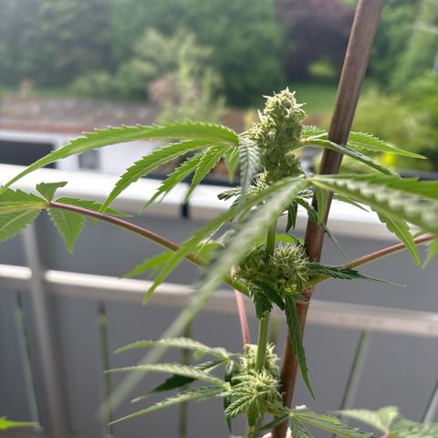 44 Northern Light Auto growlog timeline photo