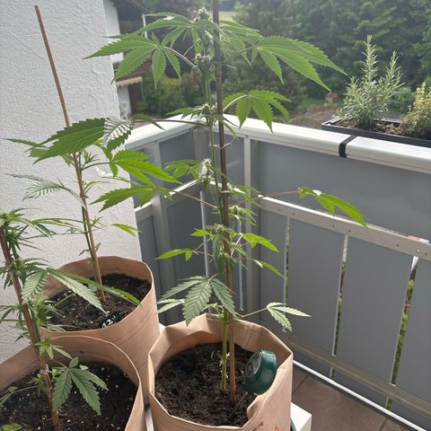 44 Northern Light Auto growlog timeline photo