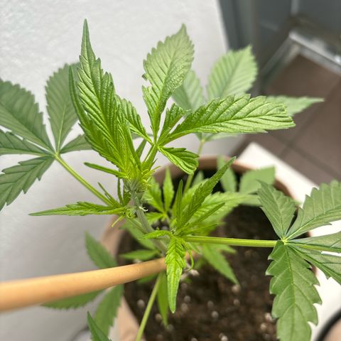44 Strawberry banana Auto growlog timeline photo