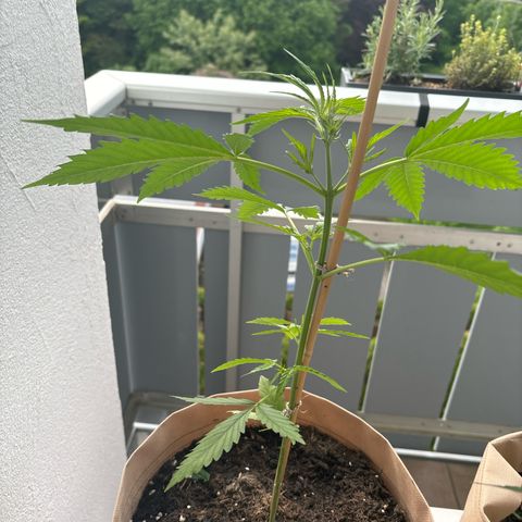 44 Strawberry banana Auto growlog timeline photo
