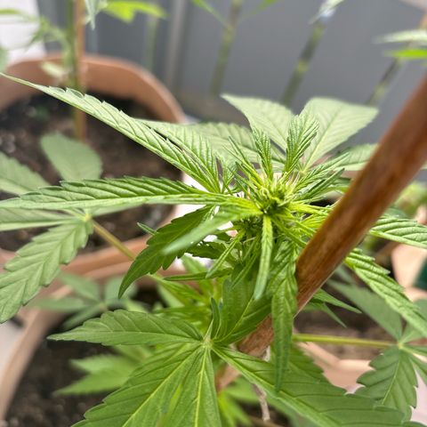 44 Haze Berry Auto growlog timeline photo