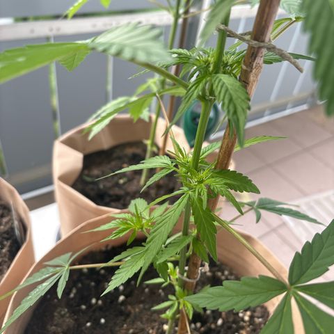 44 Haze Berry Auto growlog timeline photo