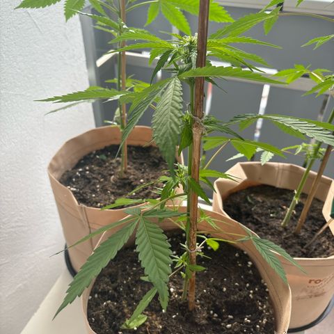 44 Haze Berry Auto growlog timeline photo
