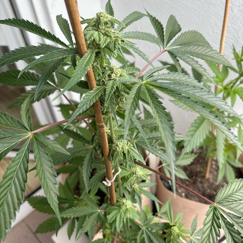 44 Northern Light Auto growlog timeline photo