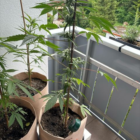 44 Northern Light Auto growlog timeline photo