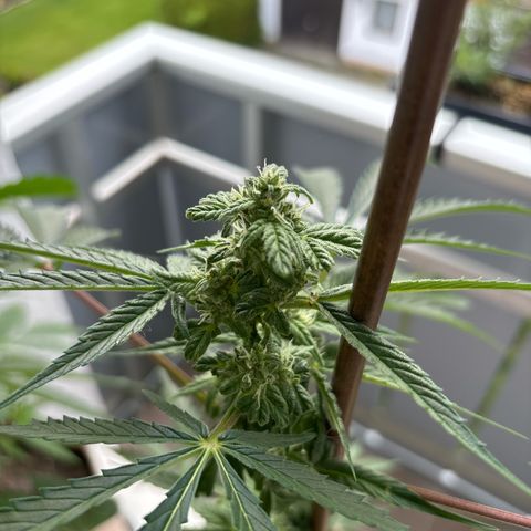 44 Northern Light Auto growlog timeline photo