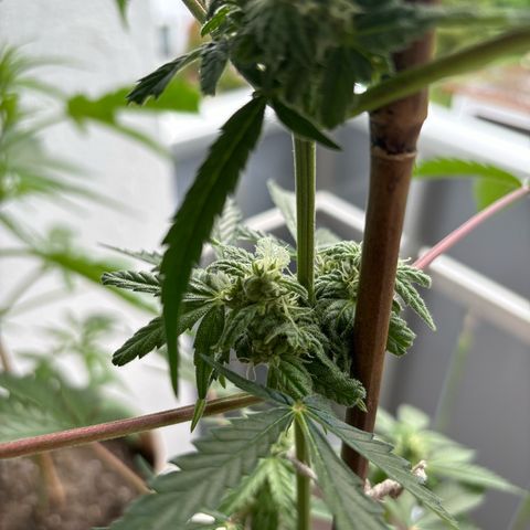 44 Northern Light Auto growlog timeline photo
