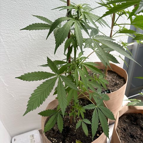 44 Haze Berry Auto growlog timeline photo