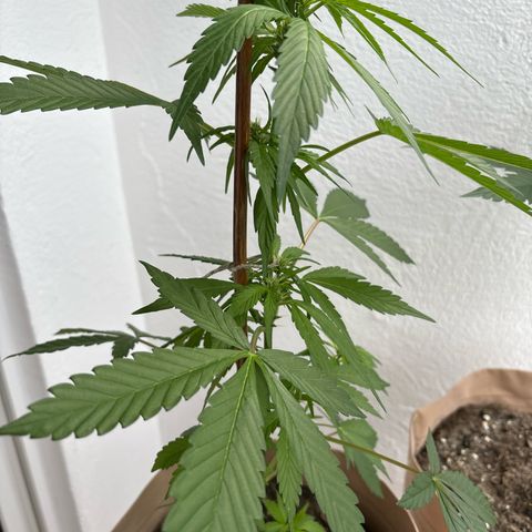 44 Haze Berry Auto growlog timeline photo
