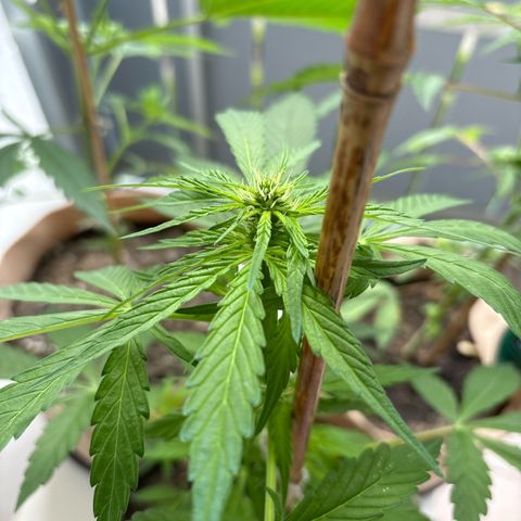 44 Haze Berry Auto growlog timeline photo