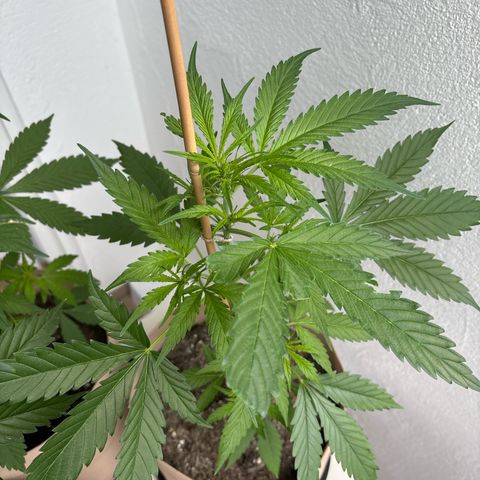 44 Strawberry banana Auto growlog timeline photo