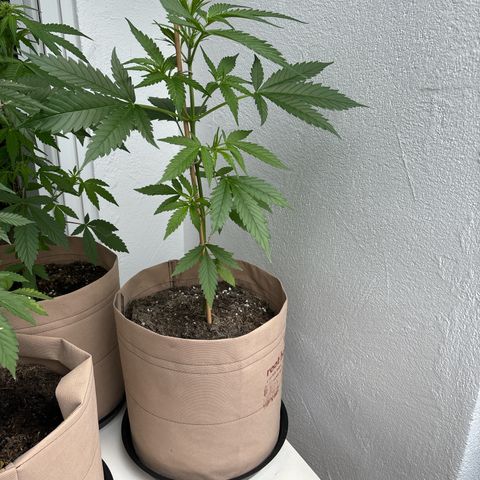 44 Strawberry banana Auto growlog timeline photo