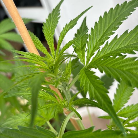 44 Strawberry banana Auto growlog timeline photo