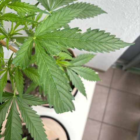 44 Strawberry banana Auto growlog timeline photo