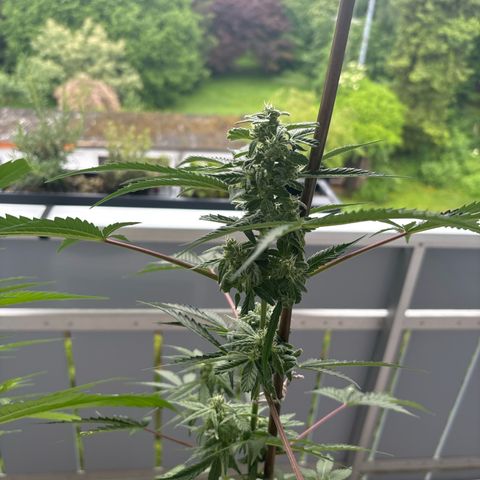44 Northern Light Auto growlog timeline photo