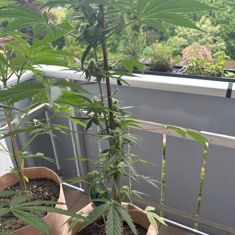 44 Northern Light Auto growlog timeline photo