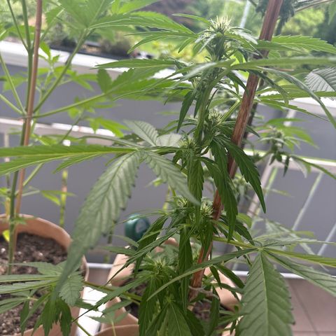 44 Haze Berry Auto growlog timeline photo