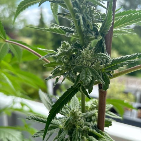 44 Northern Light Auto growlog timeline photo