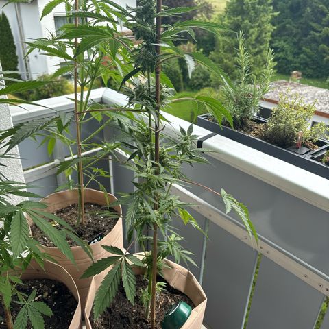 44 Northern Light Auto growlog timeline photo