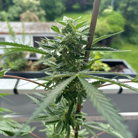 44 Northern Light Auto growlog timeline photo