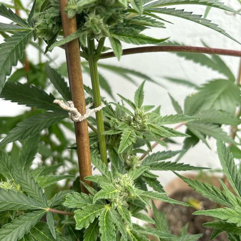 44 Northern Light Auto growlog timeline photo