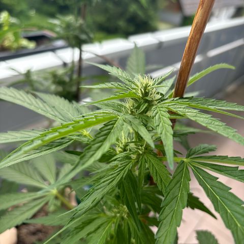 44 Haze Berry Auto growlog timeline photo
