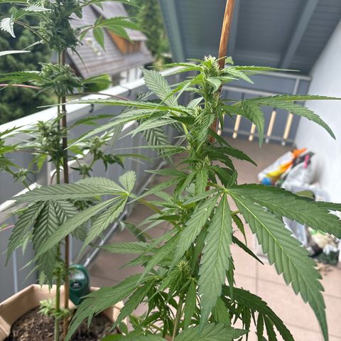 44 Haze Berry Auto growlog timeline photo