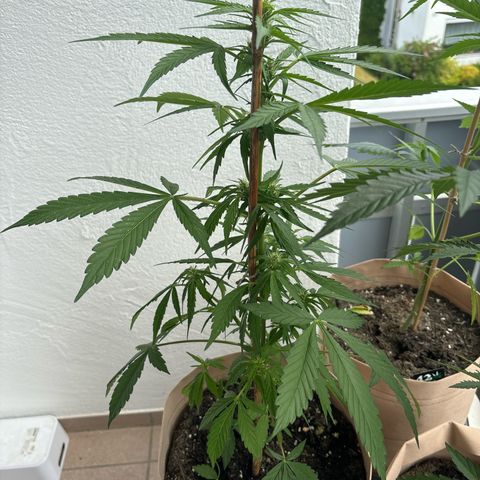 44 Haze Berry Auto growlog timeline photo