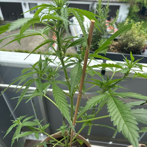 44 Strawberry banana Auto growlog timeline photo
