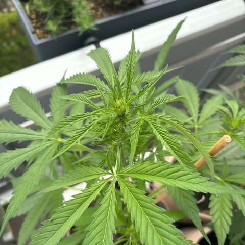 44 Strawberry banana Auto growlog timeline photo