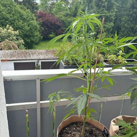 44 Strawberry banana Auto growlog timeline photo