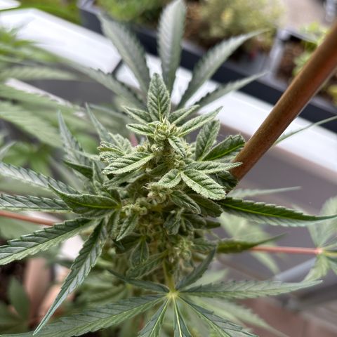 44 Northern Light Auto growlog timeline photo
