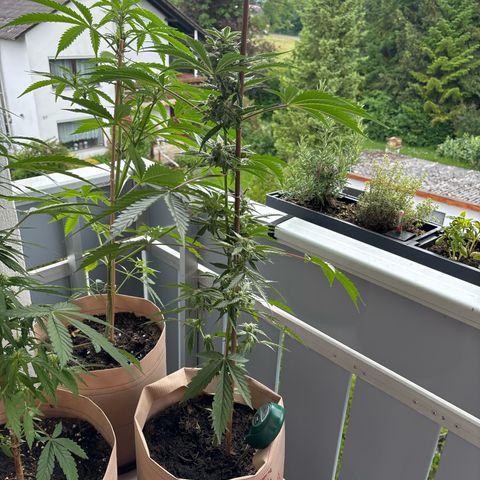 44 Northern Light Auto growlog timeline photo