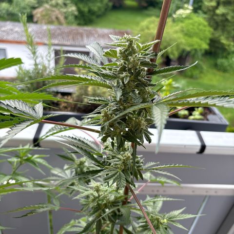 44 Northern Light Auto growlog timeline photo