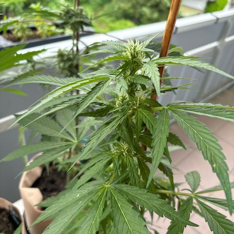44 Haze Berry Auto growlog timeline photo