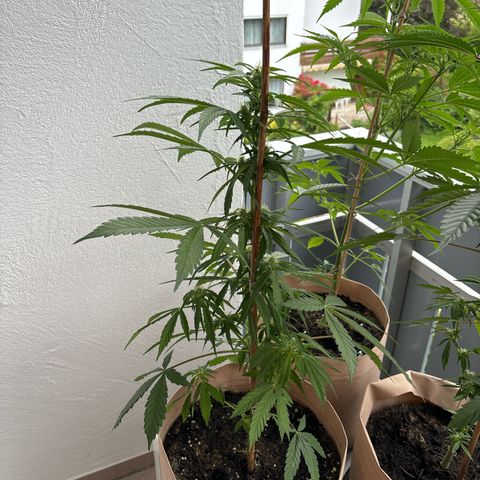 44 Haze Berry Auto growlog timeline photo