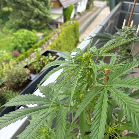 44 Strawberry banana Auto growlog timeline photo