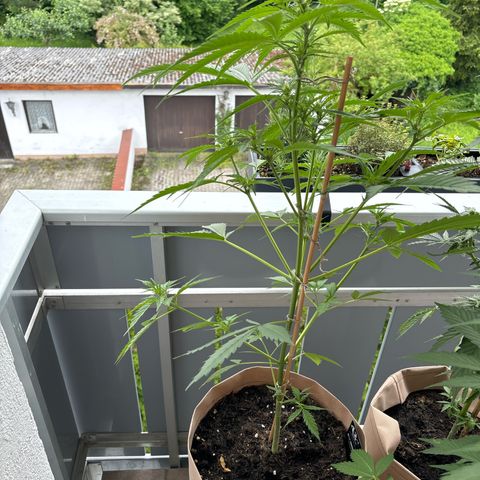 44 Strawberry banana Auto growlog timeline photo