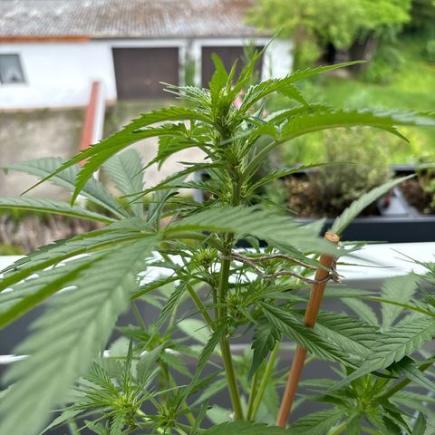 44 Strawberry banana Auto growlog timeline photo