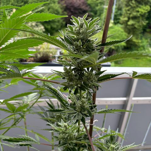 44 Northern Light Auto growlog timeline photo