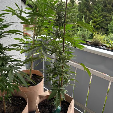 44 Northern Light Auto growlog timeline photo