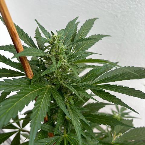 44 Haze Berry Auto growlog timeline photo