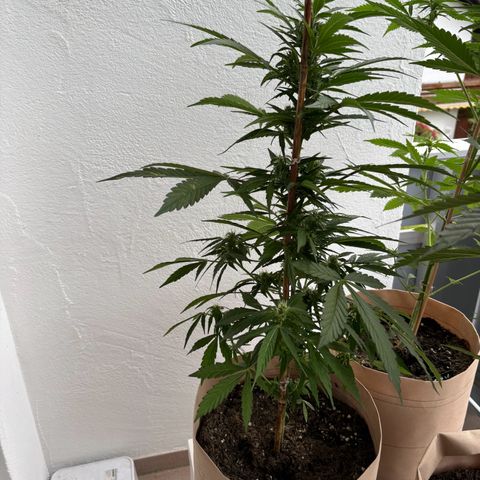 44 Haze Berry Auto growlog timeline photo