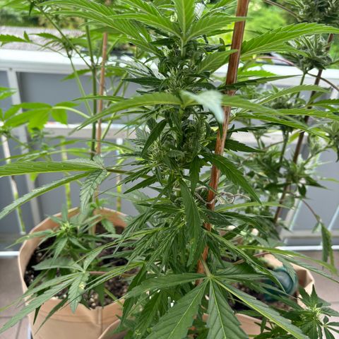 44 Haze Berry Auto growlog timeline photo