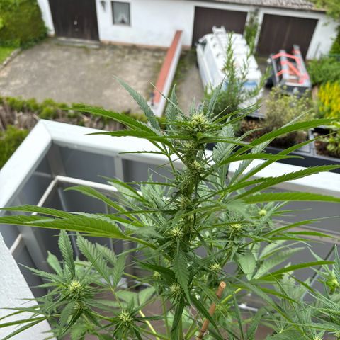 44 Strawberry banana Auto growlog timeline photo