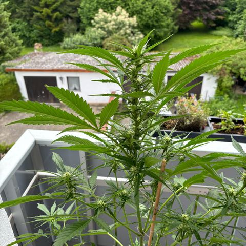 44 Strawberry banana Auto growlog timeline photo