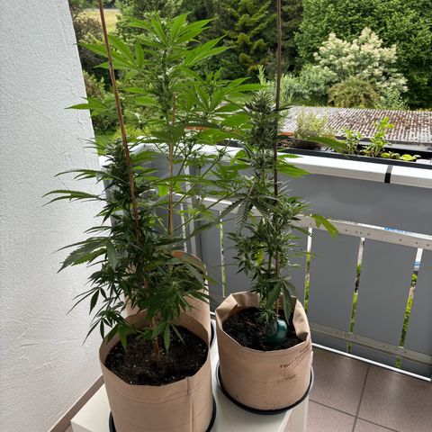 44 Haze Berry Auto growlog timeline photo