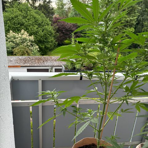44 Strawberry banana Auto growlog timeline photo