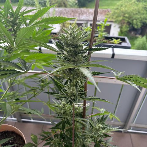 44 Northern Light Auto growlog timeline photo