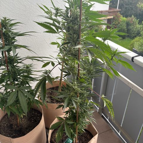 44 Northern Light Auto growlog timeline photo